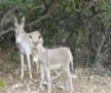 donkeys at the ecologic Kunuku golf course of Coco Palm Garden